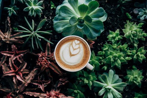 咖啡与植物