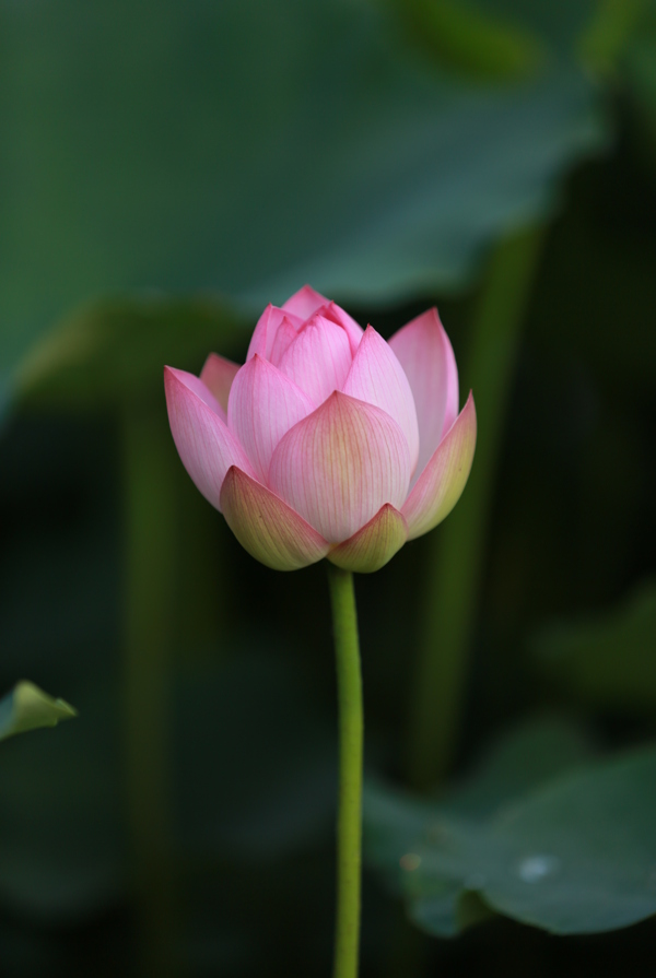 荷花圖片