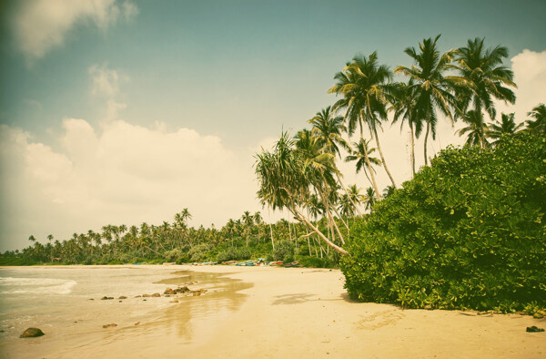 美丽椰树海滩景色