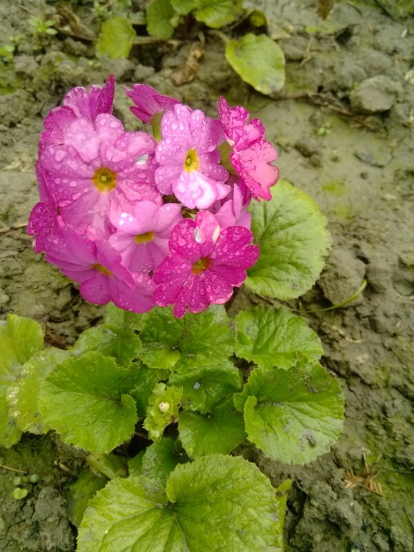 雨后紅花圖片