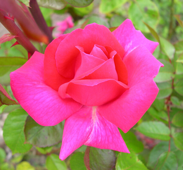 位圖植物攝影寫實(shí)花卉花朵玫瑰免費(fèi)素材