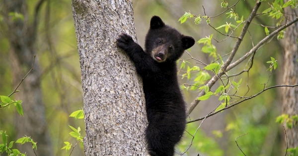宠物动物合集小黑熊