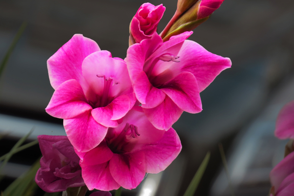 紅色唐菖蒲