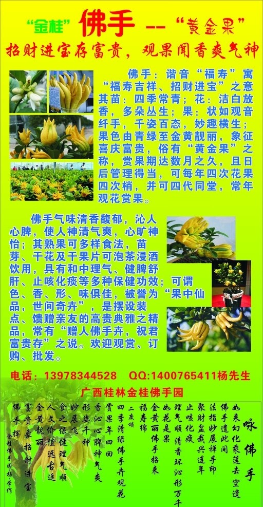 金桂佛手圖片