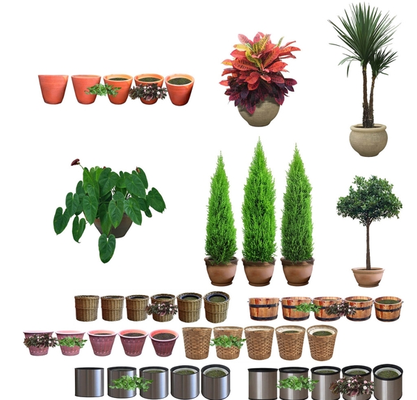 景觀植物室內(nèi)植物花卉