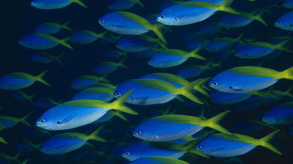 海洋生物圖片