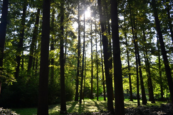 清晨杉树林图片