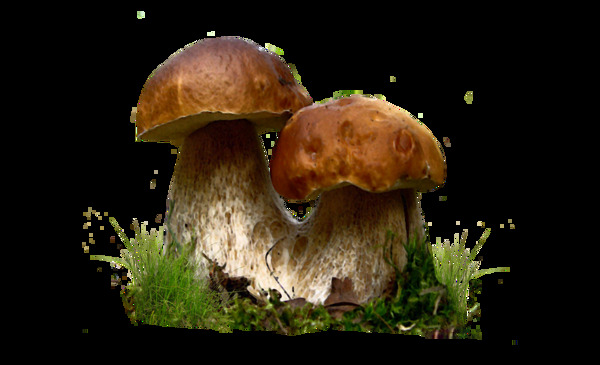 黑色实物蘑菇元素