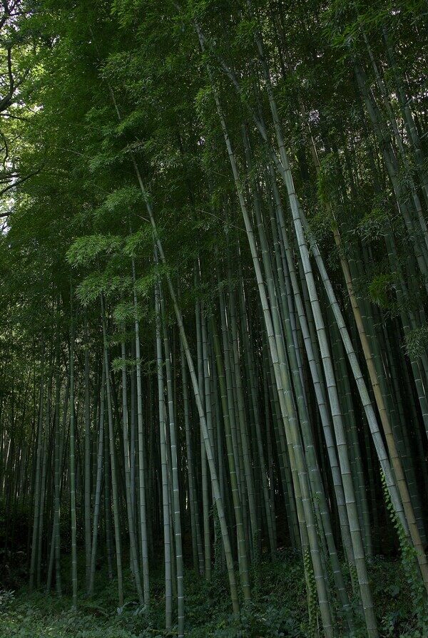 夏季景色