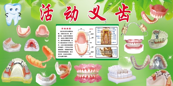 義齒展板圖片