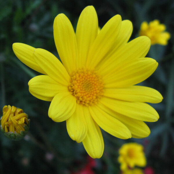 位圖植物攝影寫(xiě)實(shí)花卉花朵菊花免費(fèi)素材