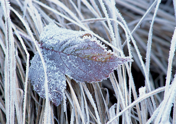 冰雪和植物