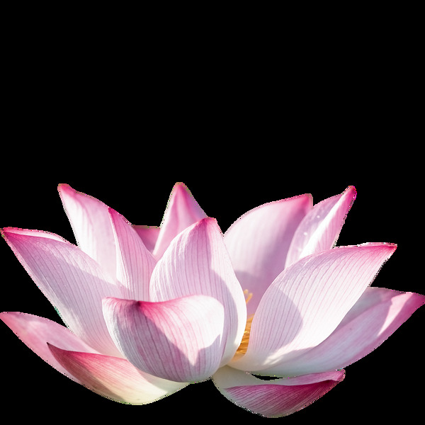 唯美六一兒童節(jié)花朵素材