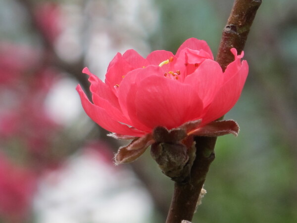 桃花圖片