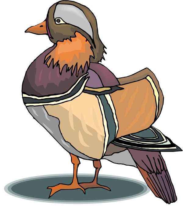各種鳥類鳥動物矢量素材EPS格式0643
