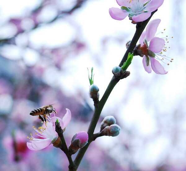 采蜜圖片