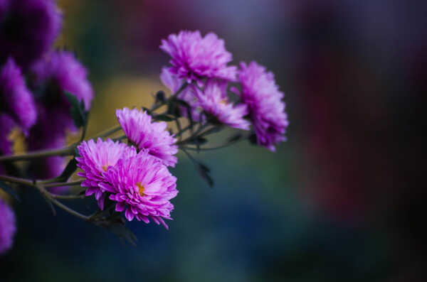 紫翠菊
