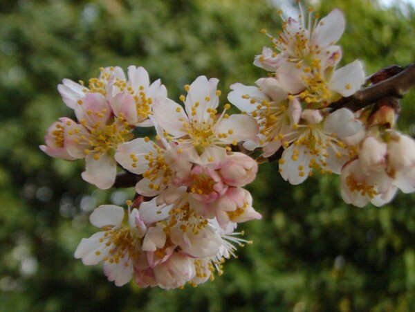 櫻桃花圖片
