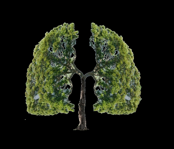 绿色树木清新肺部