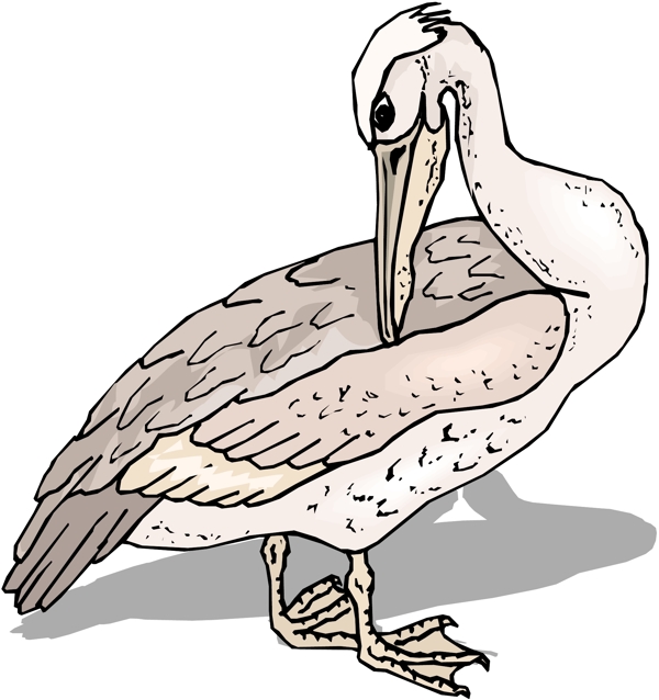 各種鳥類鳥動(dòng)物矢量素材EPS格式1261