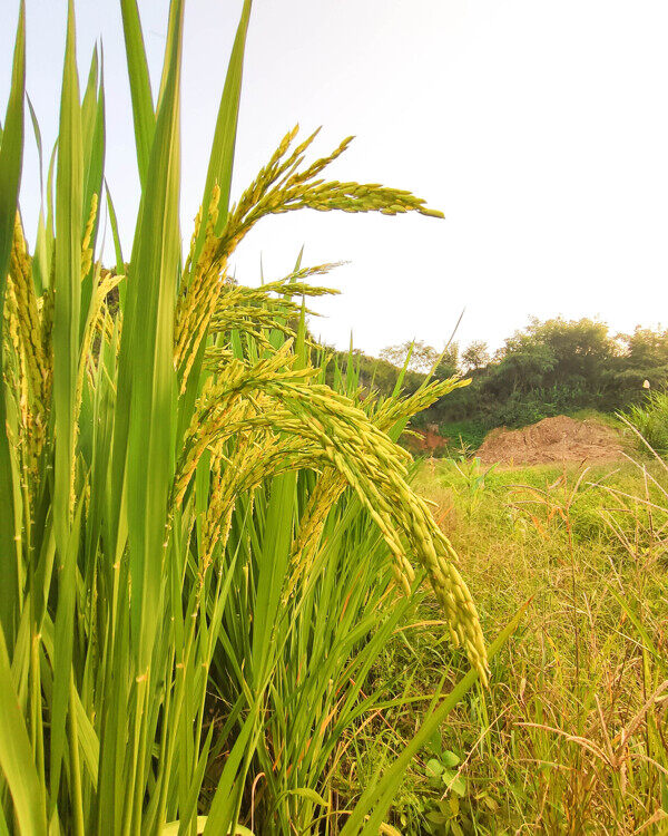 稻谷稻田图片