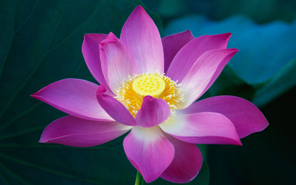 唯美粉色蓮花圖片