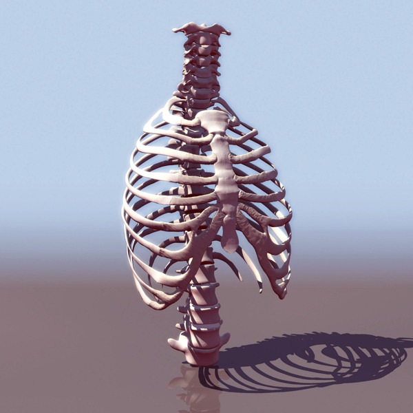 人体骨骼模型效果图