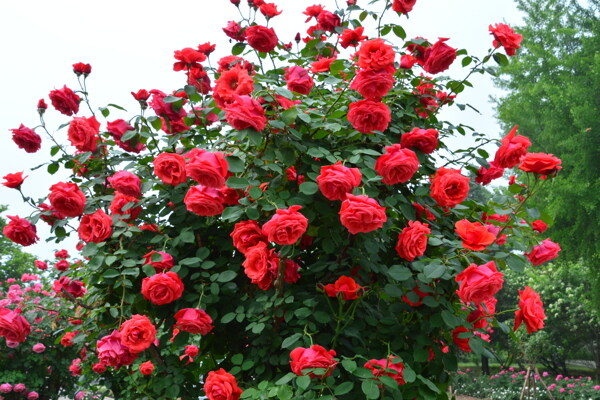 月季花