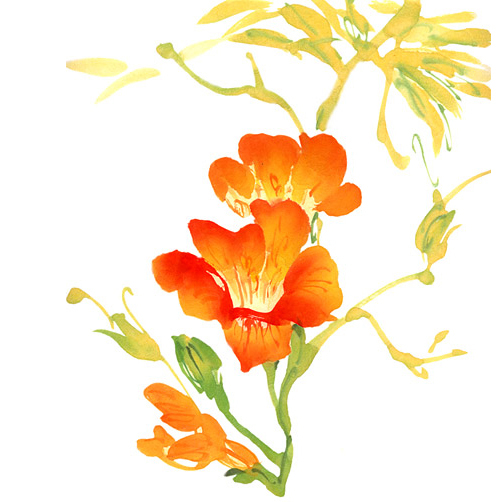 位圖植物寫意花卉花朵牽?；赓M(fèi)素材