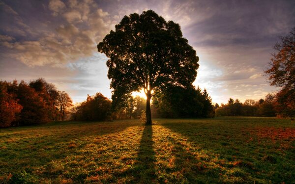 夕阳下的树高清免费素材下载
