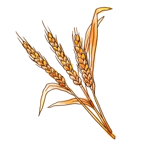 秋天的小麦PNG免抠素材