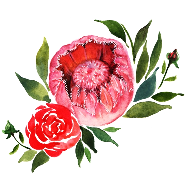 红色玫瑰花花卉插画