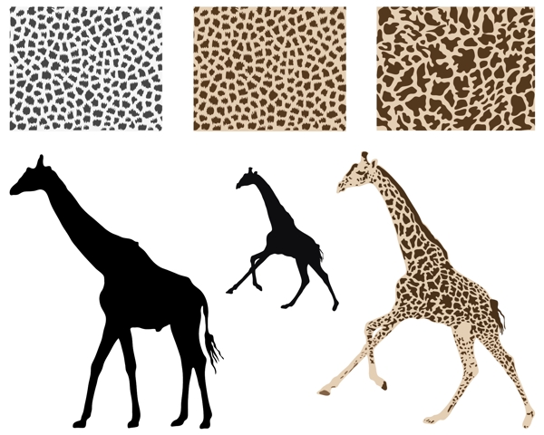 长颈鹿和长颈鹿皮纹图片