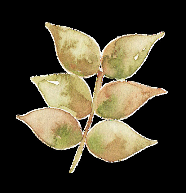 紅紋枝葉透明裝飾素材
