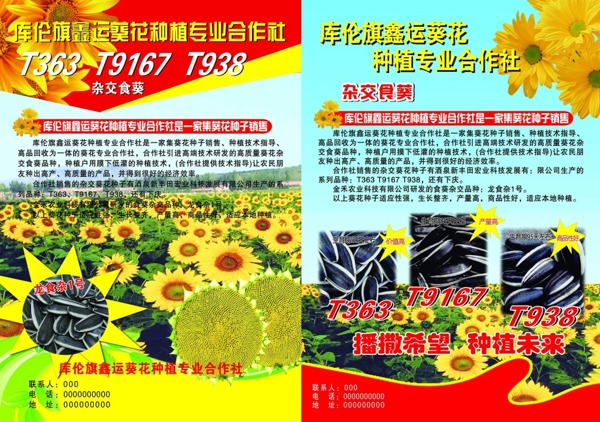 葵花籽海報(bào)展板