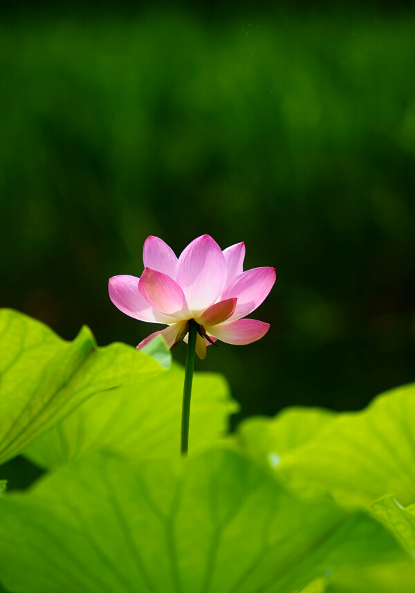 荷花圖片
