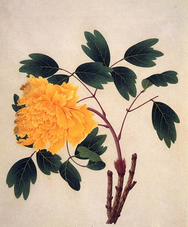 位圖寫意花卉植物花朵免費(fèi)素材
