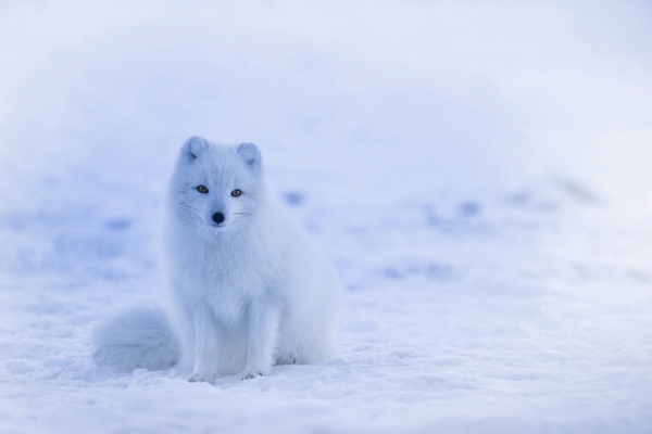 雪地北极狐