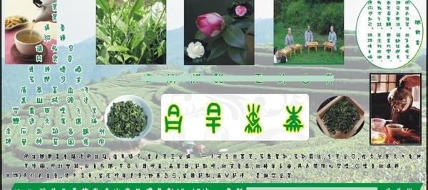茶葉宣傳單圖片
