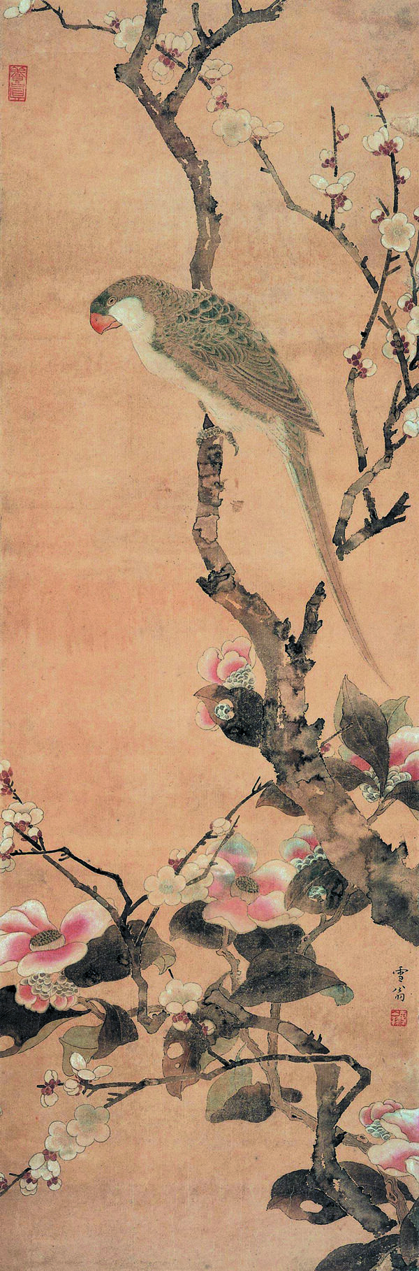茶梅鸚鵡圖圖片