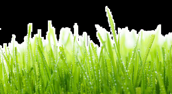 雨珠綠草