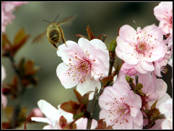 梅花蜜蜂图片