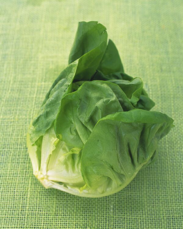 生菜圖片