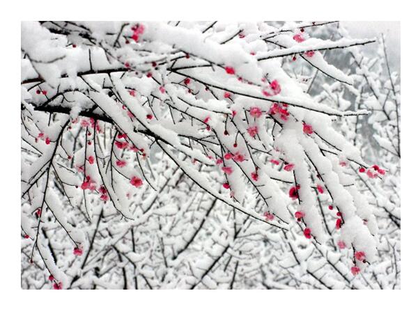傲雪臘梅PPT模板