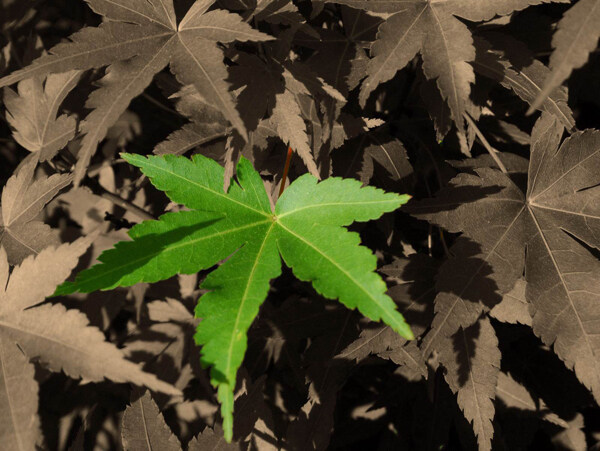 位圖植物植物花紋免費(fèi)素材