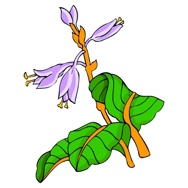 花卉古典插畫