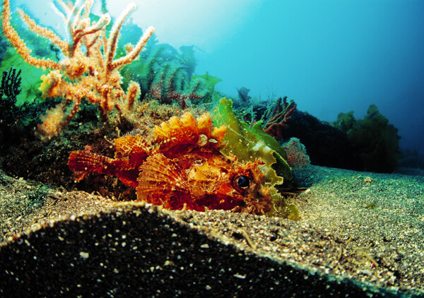 海底生物摄影高清图片