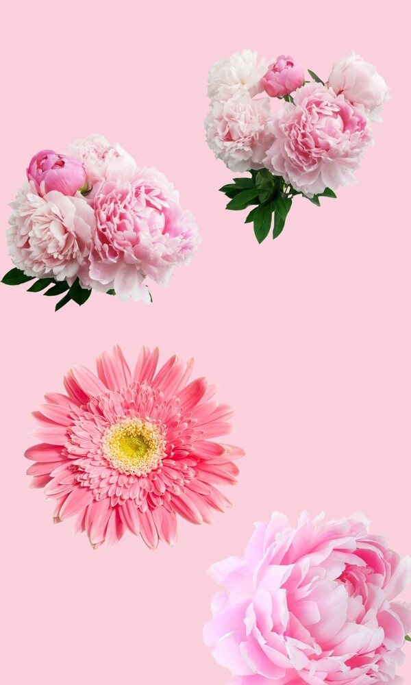 花朵粉色花花儿鲜花美