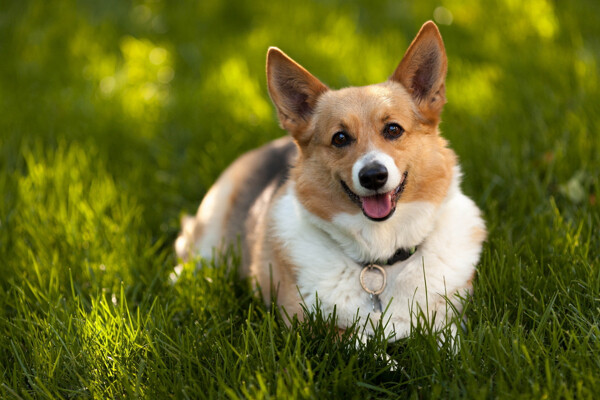 狗