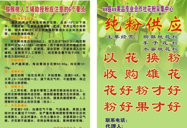 獼猴桃彩頁圖片